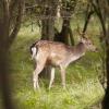 111005_023_amsterdamwatersupplydunes_deer