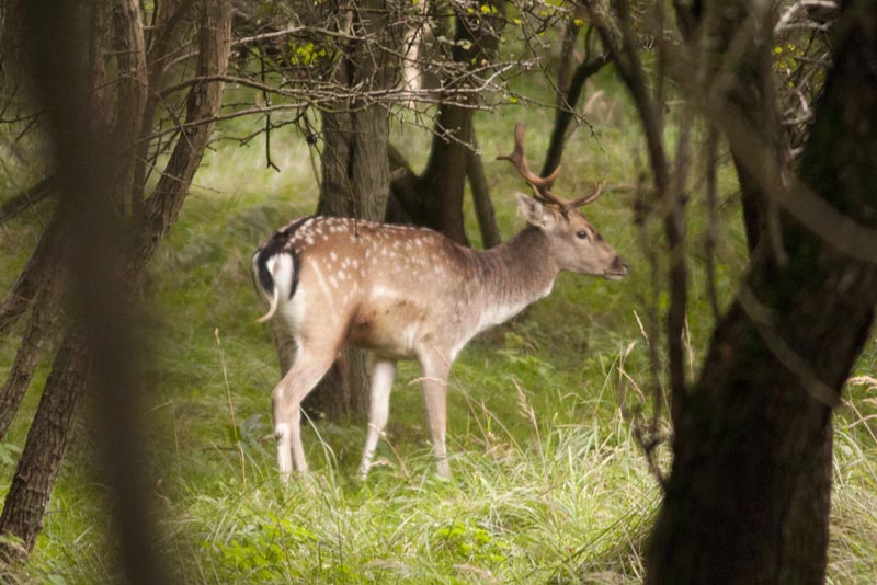 111005_023_amsterdamwatersupplydunes_deer