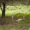 111005_025_amsterdamwatersupplydunes_deer