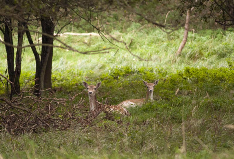 111005_025_amsterdamwatersupplydunes_deer