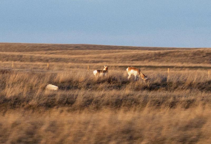 110501_46_highway1_pronghorn