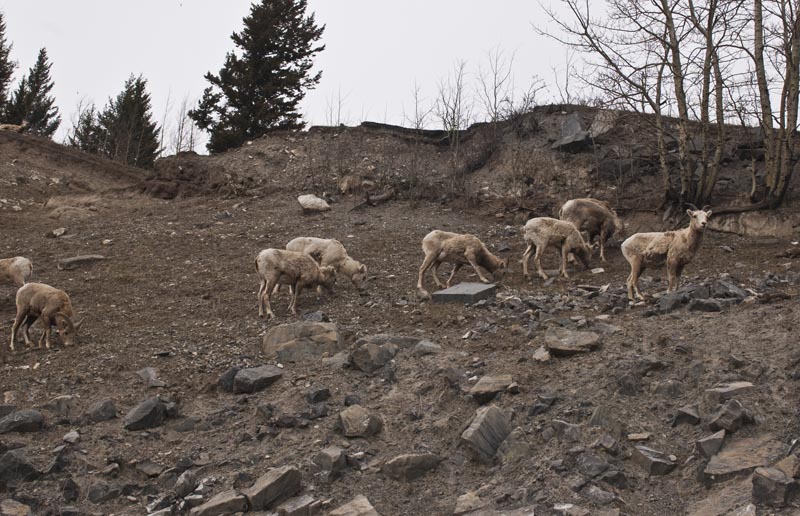 110502_041_bighornsheep
