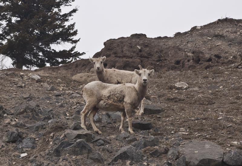 110502_043_bighornsheep
