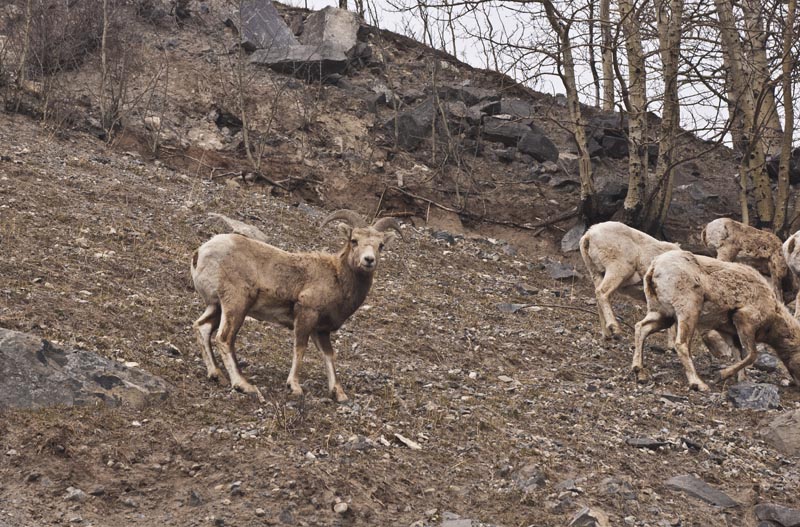 110502_045_bighornsheep