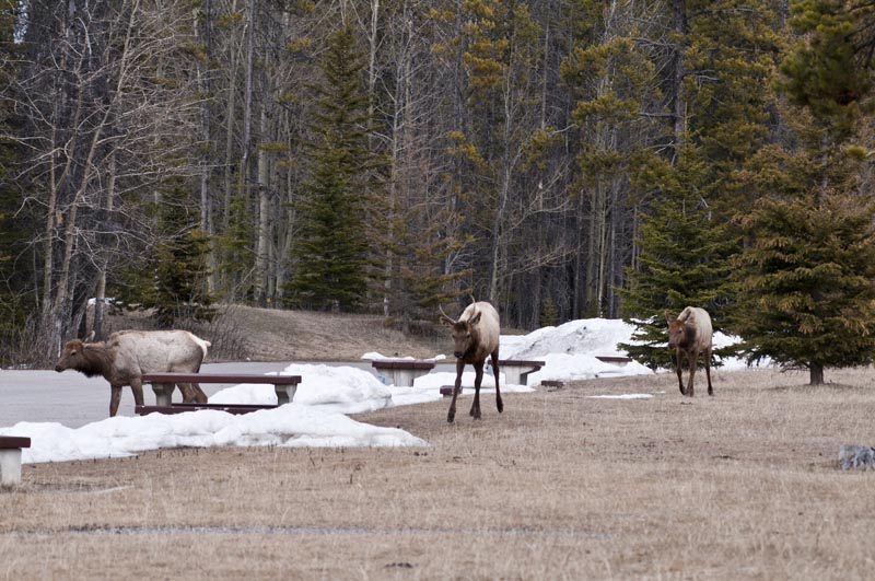 110502_092_tunnelmt_elk