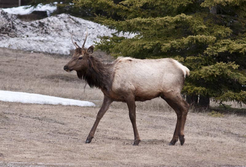 110502_096_tunnelmt_elk