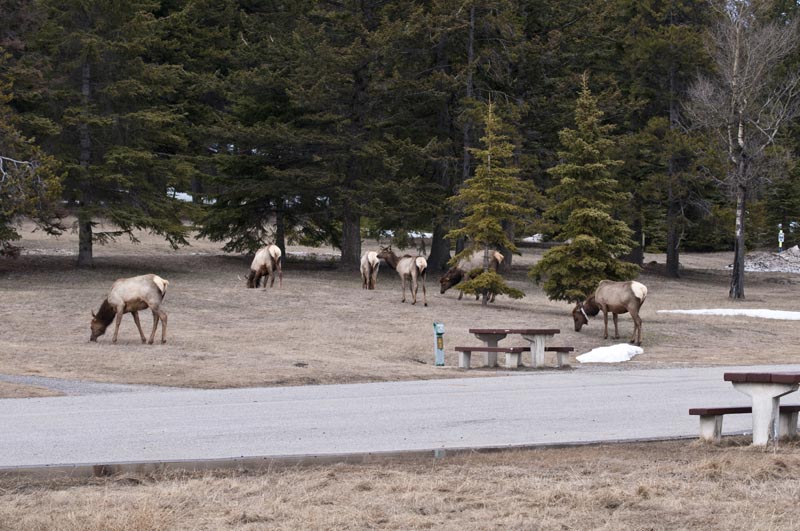 110502_102_tunnelmt_elk