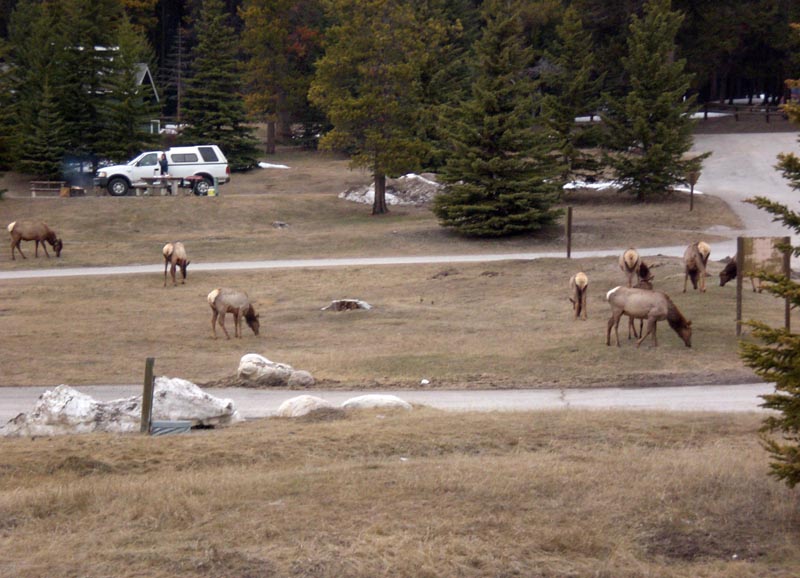 110502_114e_tunnelmt_elk