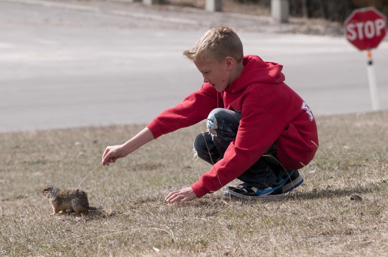 110503_011_groundsquirrel