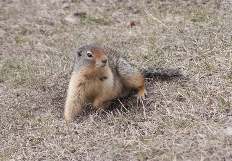 110503_017_groundsquirrel