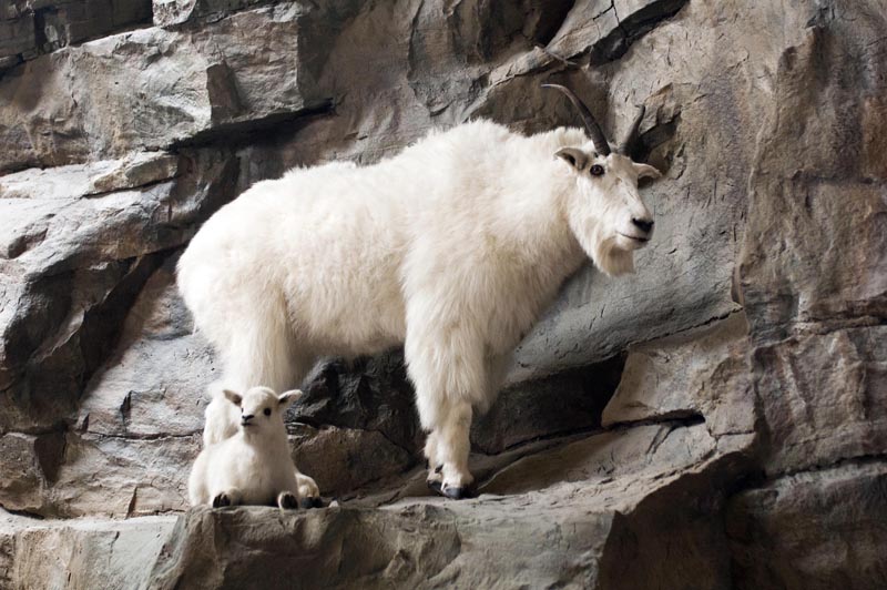 110503_091_lakelouise