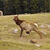 110505_024_jasper_elk_with_hernia