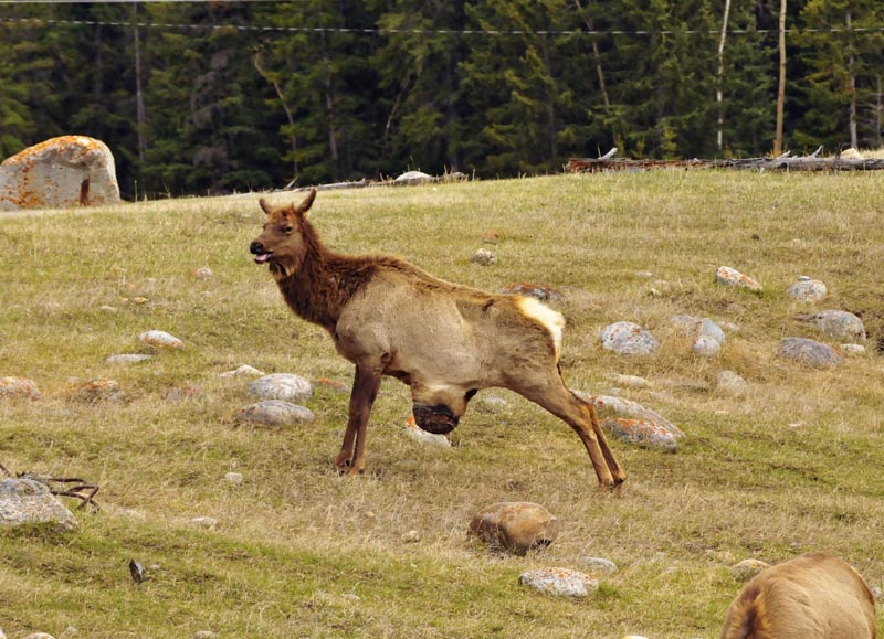 110505_024_jasper_elk_with_hernia