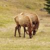 110505_025_jasper_elk