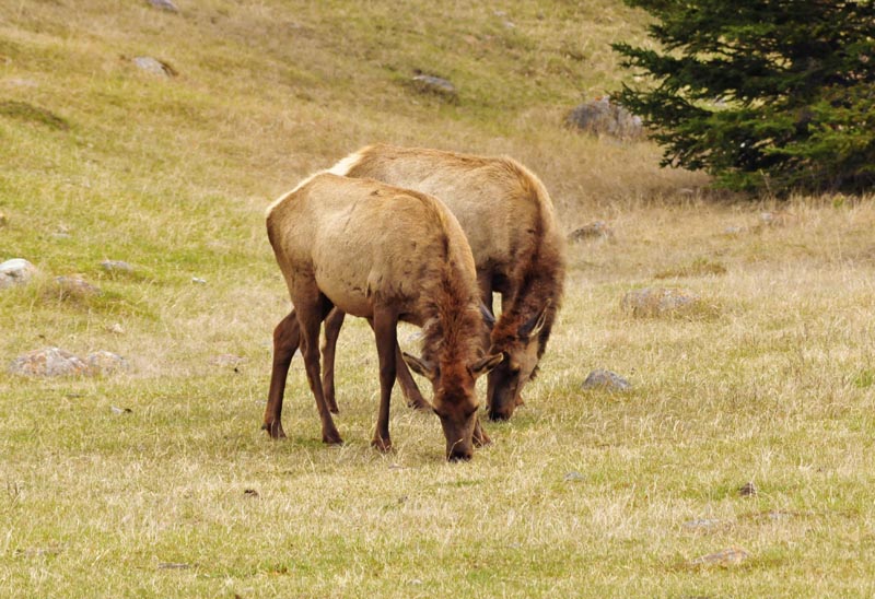 110505_025_jasper_elk