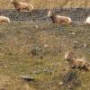 110505_028_jasper_bighornsheep
