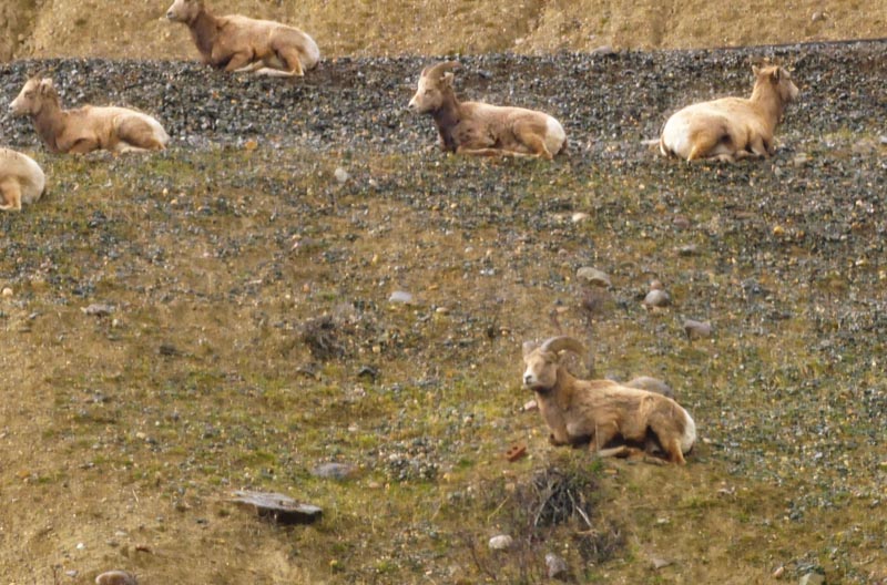 110505_028_jasper_bighornsheep