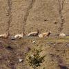 110505_029_jasper_bighornsheep