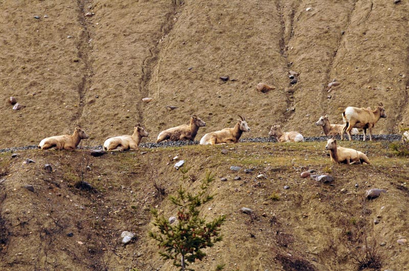 110505_029_jasper_bighornsheep