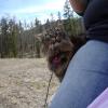110505_037_jasper_wapitiwinter