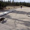 110505_057_jasper_wapitiwinter