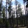 110505_059_jasper_wapitiwinter