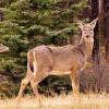 110505_067_jasper_deer