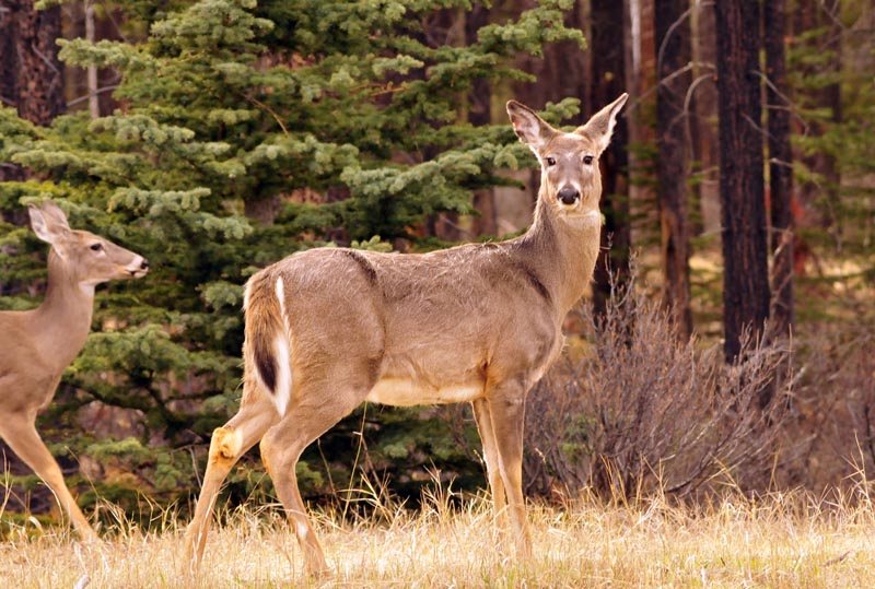 110505_067_jasper_deer