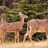 110505_068_jasper_deer