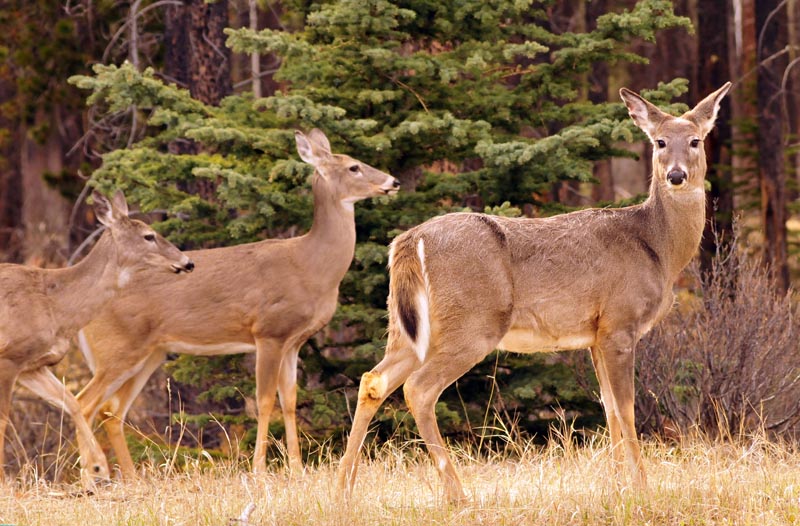 110505_068_jasper_deer
