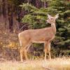 110505_070_jasper_deer