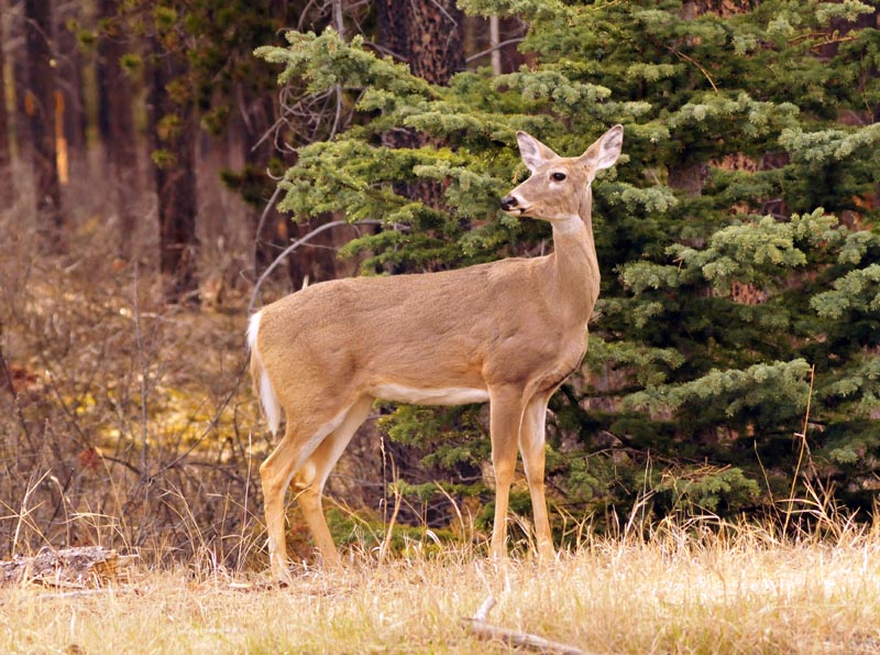 110505_070_jasper_deer