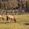 110505_085_jasper_elk