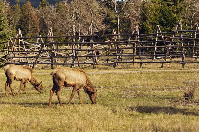 110505_085_jasper_elk