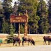 110505_087_jasper_elk