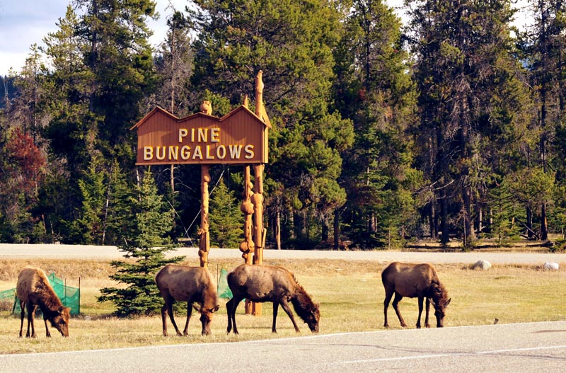 110505_087_jasper_elk