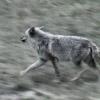 110505_116v_jasper_coyote