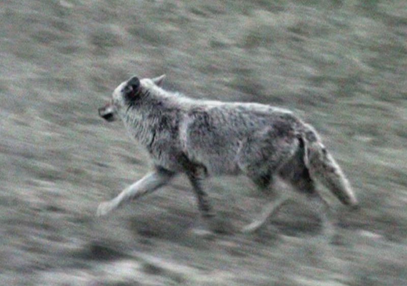 110505_116v_jasper_coyote