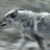 110505_117v_jasper_coyote
