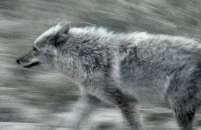 110505_117v_jasper_coyote