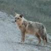 110505_118v_jasper_coyote