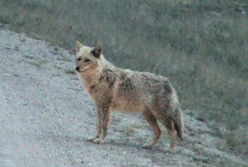 110505_118v_jasper_coyote