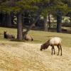 110506_02_highway16_elk