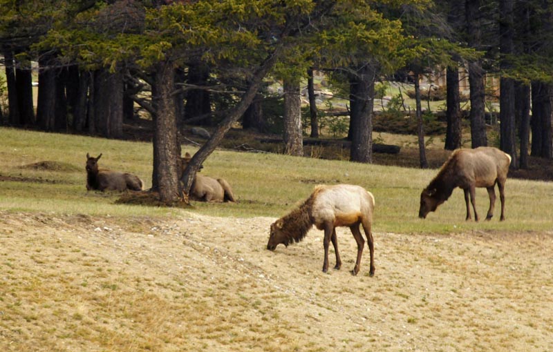 110506_02_highway16_elk