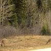 110506_15_highway16_deer