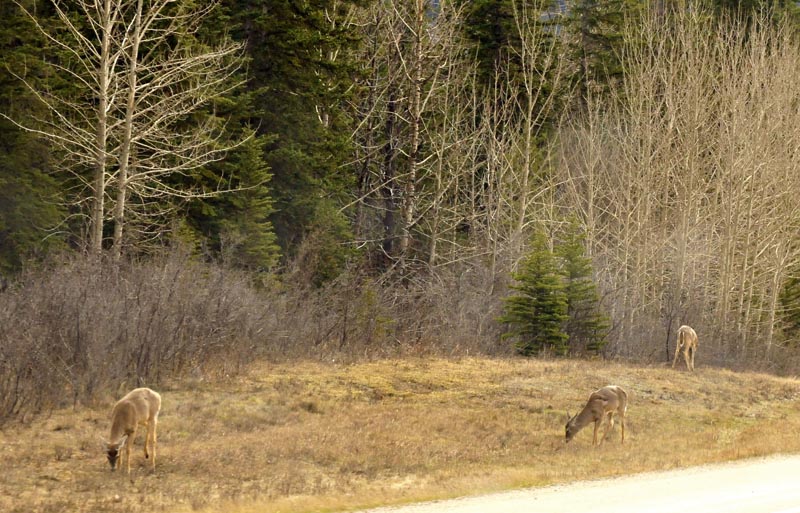 110506_15_highway16_deer