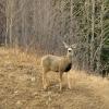 110506_16_highway16_deer