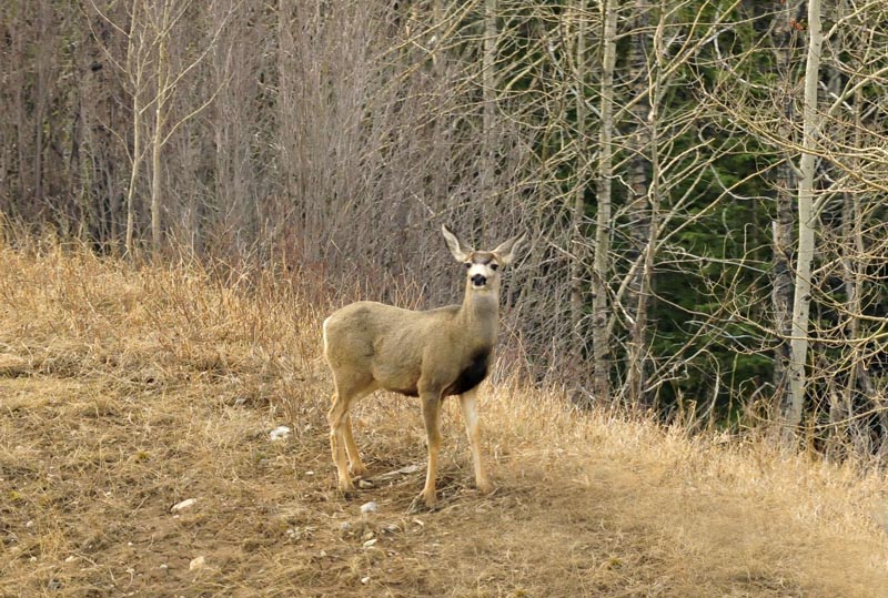 110506_16_highway16_deer