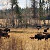 110506_22_highway16_bison