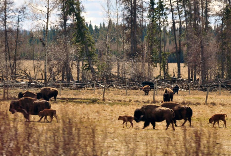 110506_22_highway16_bison